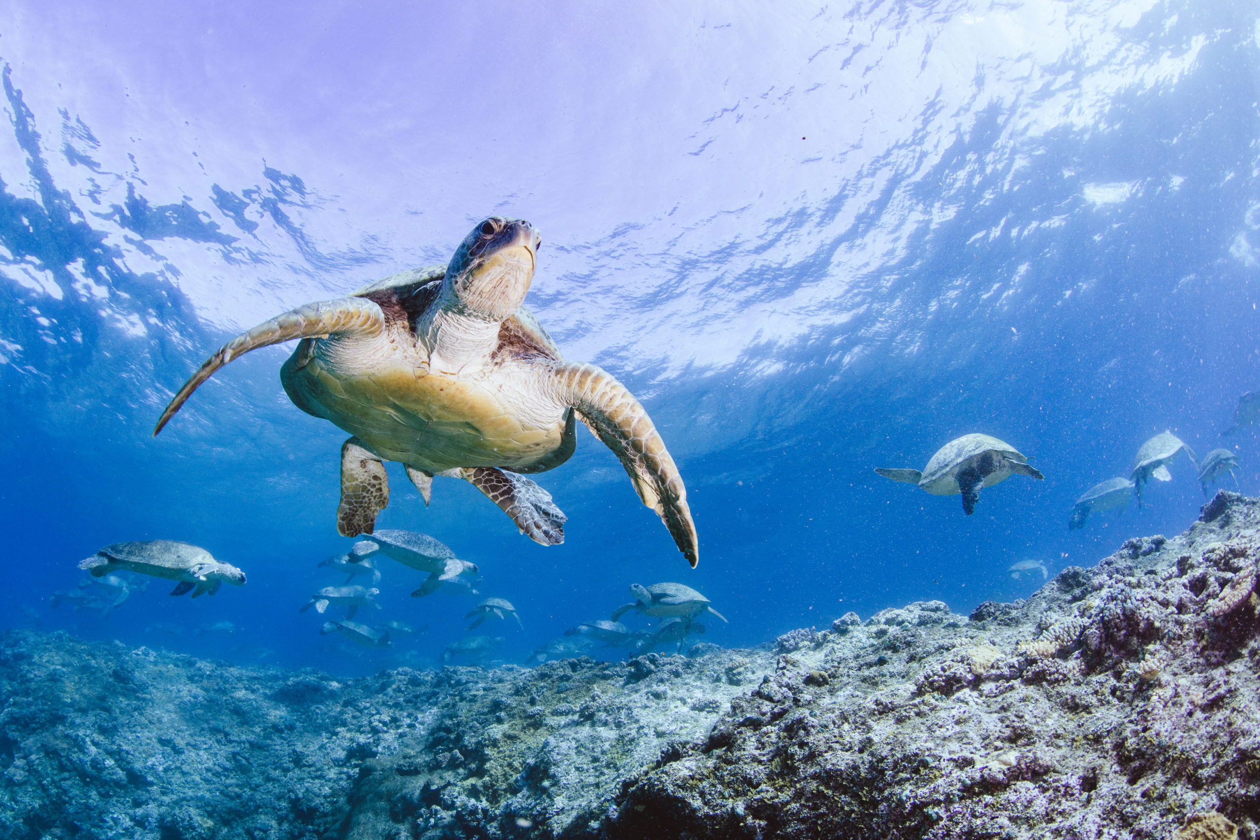 Turtle Odyssey 3. Одиссея Черепашки. Морские черепахи фильм 2005. We're Turtles among the first Group of animals to migrate back to the Sea?.