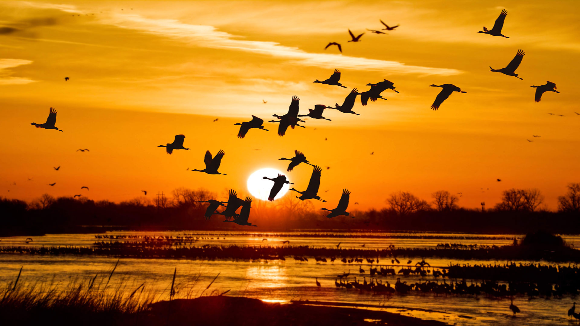 Wings Over Water Platte River Nebraska Sandhill Cranes Sunrise