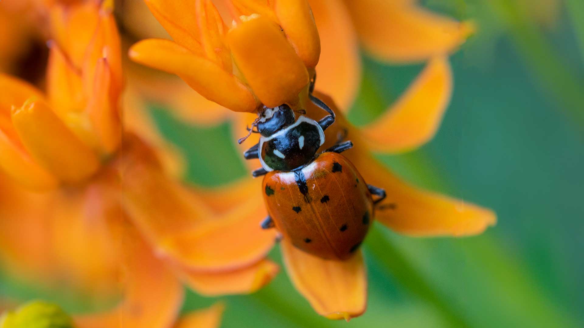 Ladybug at Lichterman Nature Center