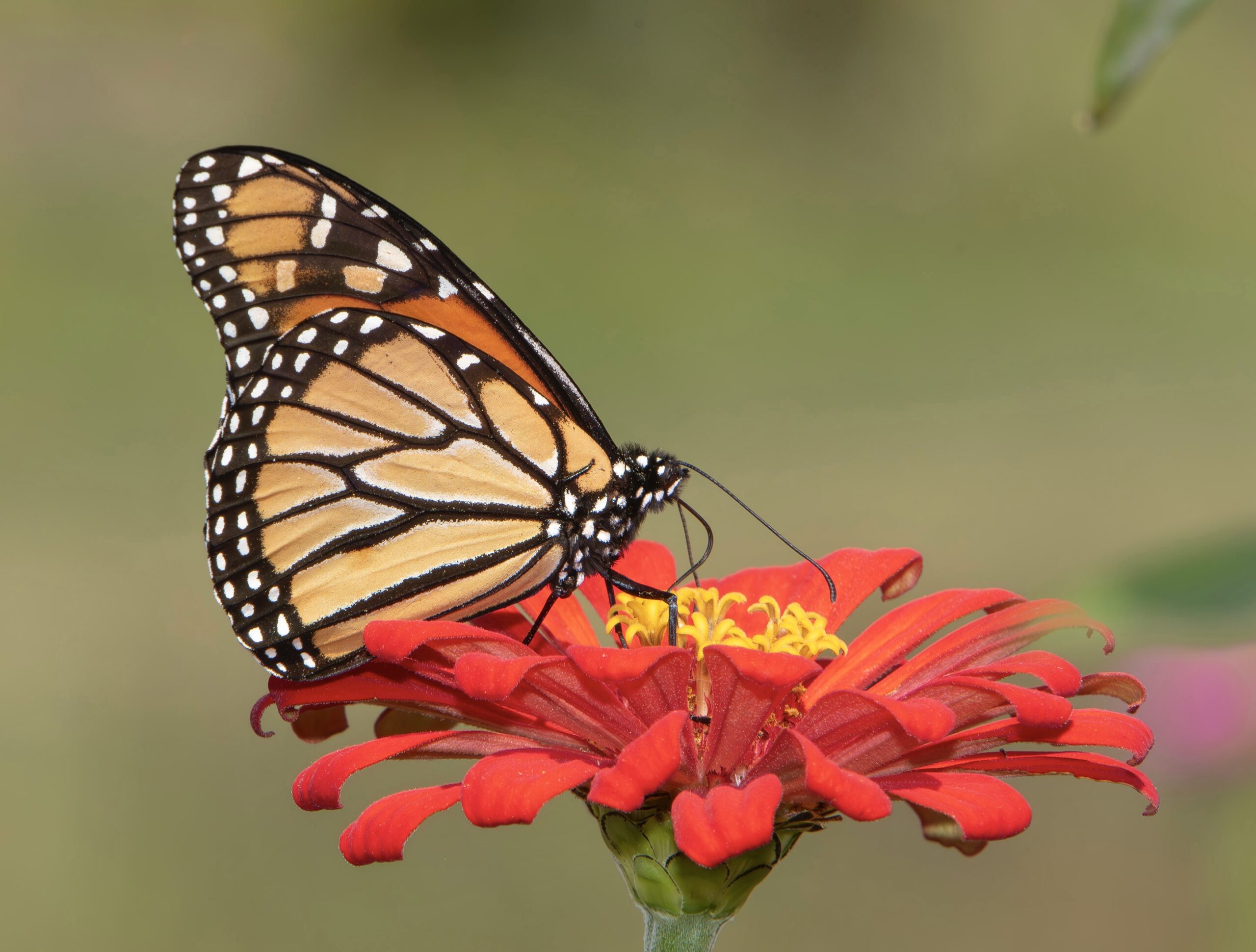 A monarch butterfly resting on a vibrant red zinnia flower.
